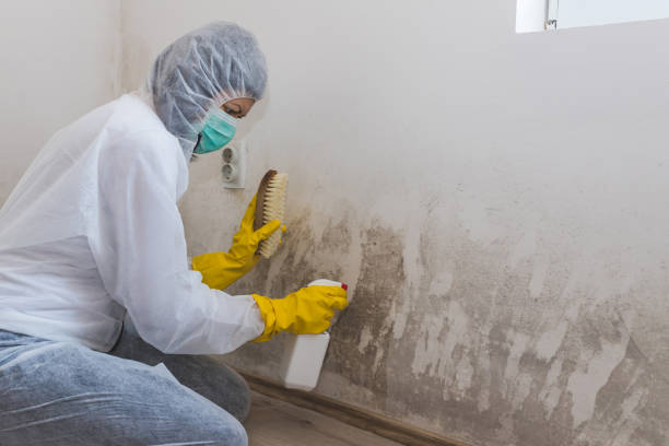 Best Residential Mold Removal  in Allendale, MI
