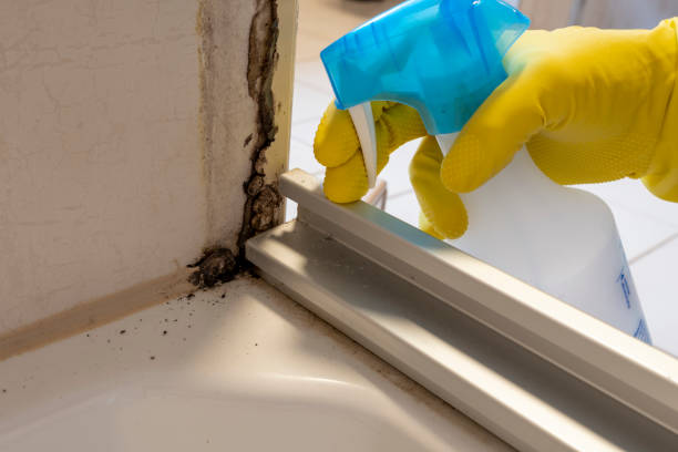 Best Affordable Mold Removal  in Allendale, MI