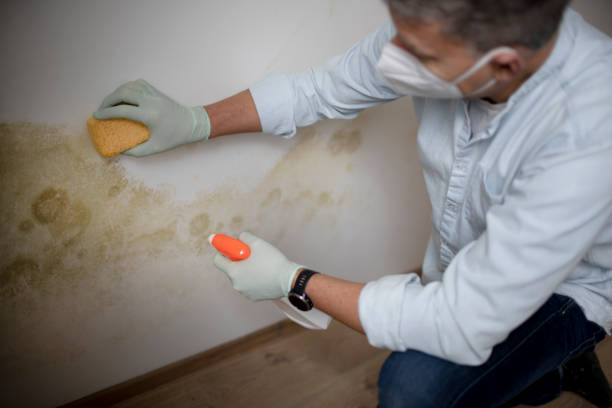 Best Professional Mold Removal  in Allendale, MI