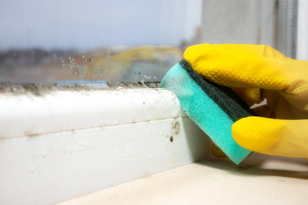 Trusted Allendale, MI Mold Removal Experts