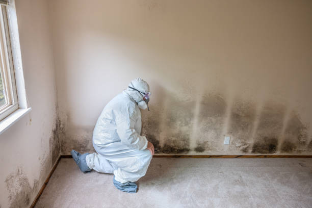 Best Mold Inspection  in Allendale, MI