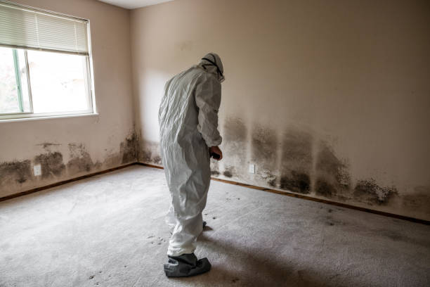 Best Local Mold Removal Service  in Allendale, MI