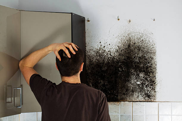 Best Emergency Mold Removal  in Allendale, MI