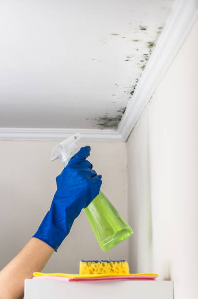 Best Mold Testing and Removal  in Allendale, MI